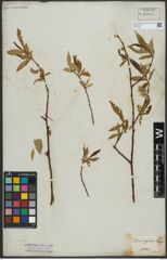 Foto von Salix rorida Laksch.